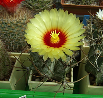 Нажмите на изображение для увеличения.

Название:	Astrophytum capricorne v. major1.jpg
Просмотров:	566
Размер:	186.9 Кб
ID:	513421