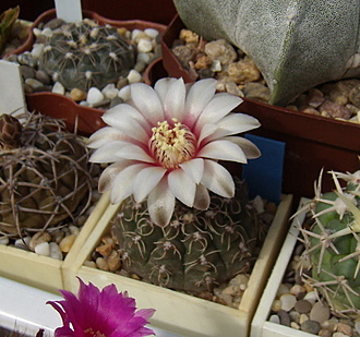 Нажмите на изображение для увеличения.

Название:	Gymnocalycium stellatum1 VG 271.jpg
Просмотров:	568
Размер:	190.7 Кб
ID:	513424