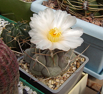 Нажмите на изображение для увеличения.

Название:	Thelocactus hexaedrophorus v. fossulatus2 SB 892.jpg
Просмотров:	558
Размер:	190.4 Кб
ID:	513429