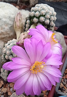 Нажмите на изображение для увеличения.

Название:	IMG_20220610_115509.jpg
Просмотров:	497
Размер:	161.7 Кб
ID:	513493