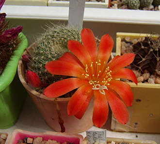 Нажмите на изображение для увеличения.

Название:	Rebutia Senilis «grandiflora» RW63-2.jpg
Просмотров:	478
Размер:	156.9 Кб
ID:	513540