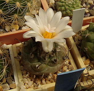 Нажмите на изображение для увеличения.

Название:	Turbinicarpus polaskii1 MZ 706.jpg
Просмотров:	480
Размер:	205.7 Кб
ID:	513542