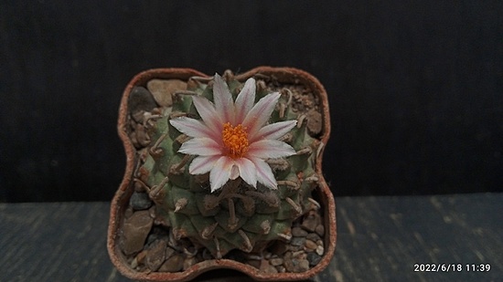 Нажмите на изображение для увеличения.

Название:	Turbinicarpus panarattoi Pan 68 009.jpg
Просмотров:	426
Размер:	89.5 Кб
ID:	513740