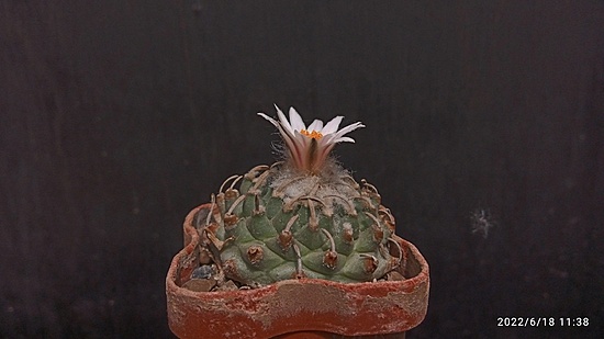 Нажмите на изображение для увеличения.

Название:	Turbinicarpus panarattoi Pan 68 008.jpg
Просмотров:	422
Размер:	94.3 Кб
ID:	513741