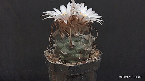 Нажмите на изображение для увеличения.

Название:	Turbinicarpus macrochele MZ 577_2 002.jpg
Просмотров:	419
Размер:	100.2 Кб
ID:	513742