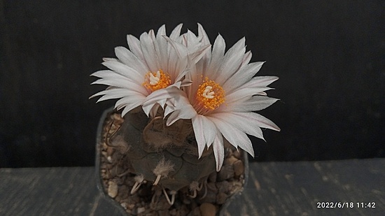 Нажмите на изображение для увеличения.

Название:	Turbinicarpus macrochele MZ 577_2 003.jpg
Просмотров:	415
Размер:	94.5 Кб
ID:	513743