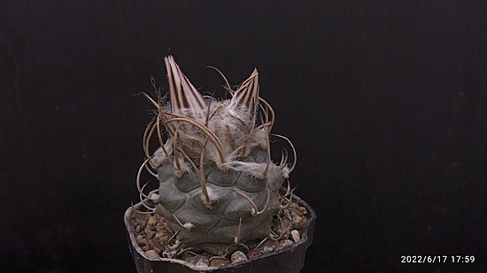 Нажмите на изображение для увеличения.

Название:	Turbinicarpus macrochele MZ 577_2 001.jpg
Просмотров:	955
Размер:	87.7 Кб
ID:	513751