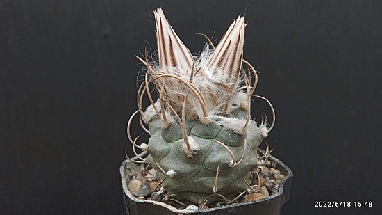 Нажмите на изображение для увеличения.

Название:	Turbinicarpus macrochele MZ 577_2 001a.jpg
Просмотров:	961
Размер:	105.8 Кб
ID:	513752