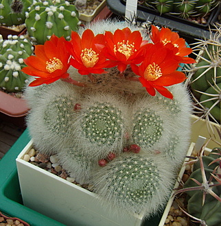 Нажмите на изображение для увеличения.

Название:	Aylostera albipilosa WR 784A.jpg
Просмотров:	364
Размер:	281.0 Кб
ID:	513785