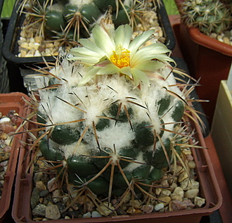 Нажмите на изображение для увеличения.

Название:	Coryphantha pycnacantha4.jpg
Просмотров:	352
Размер:	213.7 Кб
ID:	513787