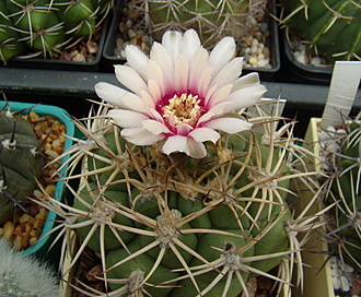 Нажмите на изображение для увеличения.

Название:	Gymnocalycium zegarrae1 VG863.jpg
Просмотров:	331
Размер:	203.5 Кб
ID:	513788