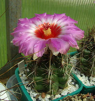 Нажмите на изображение для увеличения.

Название:	Thelocactus bicolor v. tricolor2.jpg
Просмотров:	330
Размер:	224.3 Кб
ID:	513794