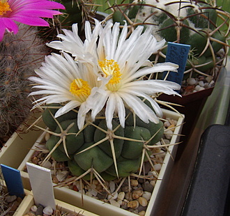 Нажмите на изображение для увеличения.

Название:	Thelocactus hexaedrophorus v. labouretianus4.jpg
Просмотров:	324
Размер:	218.0 Кб
ID:	513795