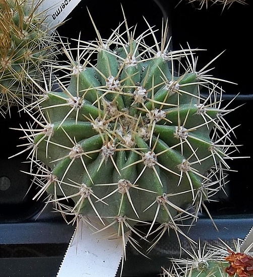 Нажмите на изображение для увеличения.  Название:	Echinopsis chacoana.jpg Просмотров:	0 Размер:	271.0 Кб ID:	513850