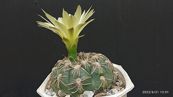 Нажмите на изображение для увеличения.

Название:	Gymnocalycium leeanum 004.jpg
Просмотров:	483
Размер:	101.3 Кб
ID:	513864