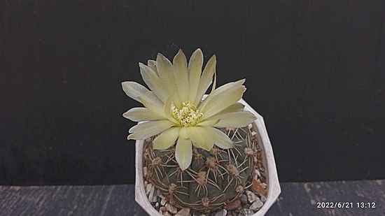 Нажмите на изображение для увеличения.

Название:	Gymnocalycium leeanum 005.jpg
Просмотров:	478
Размер:	94.3 Кб
ID:	513865