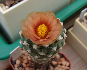 Нажмите на изображение для увеличения.

Название:	Pediocactus winkleri RP103.jpg
Просмотров:	445
Размер:	123.3 Кб
ID:	513899