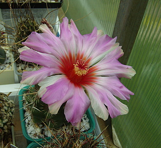 Нажмите на изображение для увеличения.

Название:	Thelocactus bicolor v. tricolor3 10 см цветок.jpg
Просмотров:	421
Размер:	198.3 Кб
ID:	513900