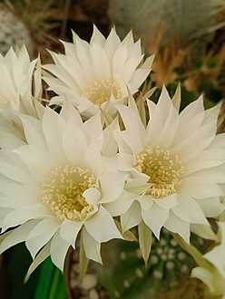 Нажмите на изображение для увеличения.

Название:	IMG_20220622_085638.jpg
Просмотров:	385
Размер:	108.1 Кб
ID:	513937