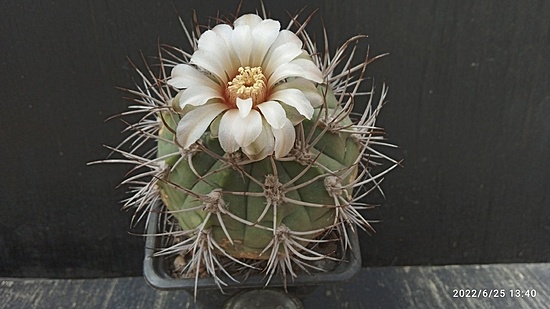 Нажмите на изображение для увеличения.

Название:	Gymnocalycium nigreoreolatum v.desispinum 005.jpg
Просмотров:	1399
Размер:	112.0 Кб
ID:	513960