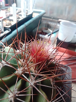 Нажмите на изображение для увеличения.  Название:	Ferocactus echidne var. rhodanthus1.jpg Просмотров:	0 Размер:	176.5 Кб ID:	513996