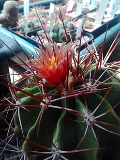 Нажмите на изображение для увеличения.  Название:	Ferocactus echidne var. rhodanthus2.jpg Просмотров:	0 Размер:	190.2 Кб ID:	513997