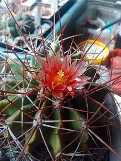 Нажмите на изображение для увеличения.  Название:	Ferocactus echidne var. rhodanthus3.jpg Просмотров:	0 Размер:	203.3 Кб ID:	513998