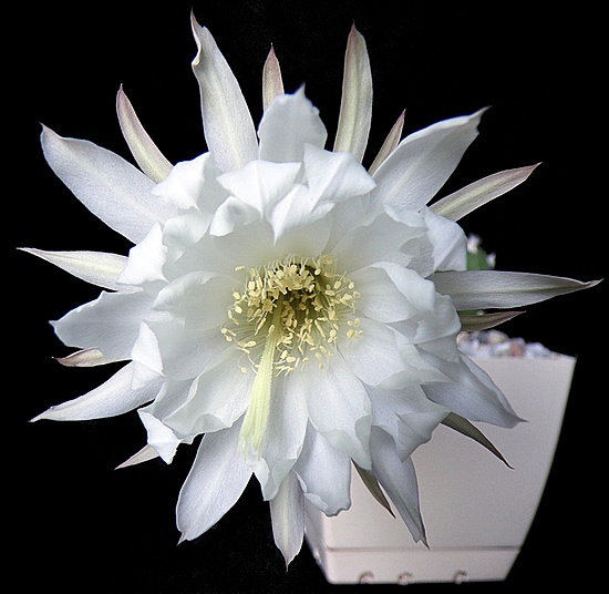 Нажмите на изображение для увеличения.

Название:	Echinopsis subdenudata.jpg
Просмотров:	483
Размер:	152.2 Кб
ID:	514036