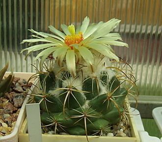 Нажмите на изображение для увеличения.

Название:	Coryphantha calipensis3 SB1390.jpg
Просмотров:	463
Размер:	193.0 Кб
ID:	514078