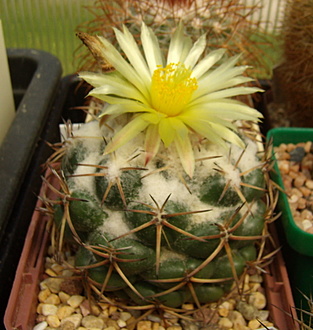 Нажмите на изображение для увеличения.

Название:	Coryphantha pycnacantha5.jpg
Просмотров:	475
Размер:	186.9 Кб
ID:	514079