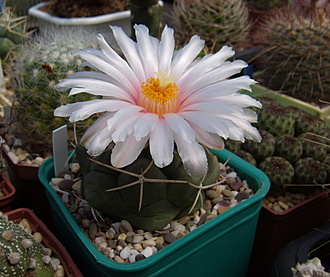 Нажмите на изображение для увеличения.

Название:	Thelocactus hexaedrophorus v. francii3 CH 633.jpg
Просмотров:	486
Размер:	167.2 Кб
ID:	514080