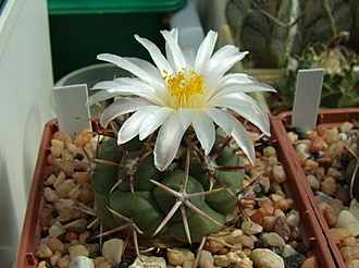 Нажмите на изображение для увеличения.

Название:	Thelocactus hexaedrophorus v. lloydii1 SB 113.jpg
Просмотров:	484
Размер:	152.4 Кб
ID:	514081