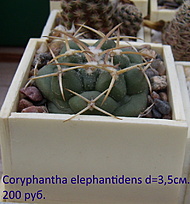 Нажмите на изображение для увеличения.

Название:	Coryphantha elephantidens2022_1.jpg
Просмотров:	689
Размер:	182.3 Кб
ID:	514099