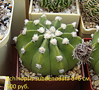 Нажмите на изображение для увеличения.

Название:	Echinopsis subdenudata_2022_1.jpg
Просмотров:	658
Размер:	235.4 Кб
ID:	514100
