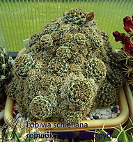 Нажмите на изображение для увеличения.

Название:	Lobivia schieliana.jpg
Просмотров:	681
Размер:	383.6 Кб
ID:	514101
