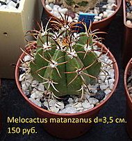 Нажмите на изображение для увеличения.

Название:	Melocactus matanzanus_2022_1.jpg
Просмотров:	654
Размер:	262.8 Кб
ID:	514102