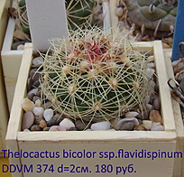 Нажмите на изображение для увеличения.  Название:	Thelocactus bicolor ssp.flavidispinus DDVM 374_2022_2.jpg Просмотров:	0 Размер:	223.5 Кб ID:	514110