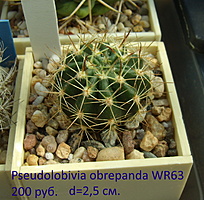 Нажмите на изображение для увеличения.

Название:	Pseudolobivia obrepanda WR63 2022_1.jpg
Просмотров:	630
Размер:	240.5 Кб
ID:	514112