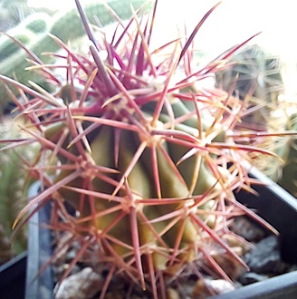 Нажмите на изображение для увеличения.

Название:	Ferocactus grandiflorus Kohres.jpg
Просмотров:	531
Размер:	204.0 Кб
ID:	514171