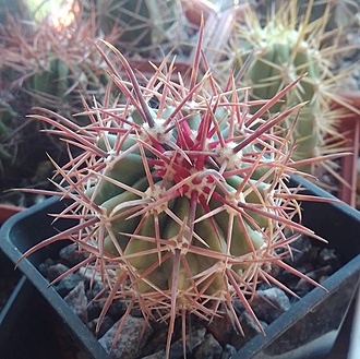 Нажмите на изображение для увеличения.

Название:	Ferocactus grandiflorus Kohres - 2.jpg
Просмотров:	583
Размер:	258.5 Кб
ID:	514184
