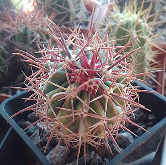 Нажмите на изображение для увеличения.

Название:	Ferocactus grandiflorus Kohres - 2.jpg
Просмотров:	494
Размер:	258.5 Кб
ID:	514184