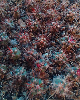 Нажмите на изображение для увеличения.

Название:	Ferocactus grandiflorus Isla Benito.jpg
Просмотров:	619
Размер:	268.3 Кб
ID:	514186