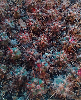 Нажмите на изображение для увеличения.

Название:	Ferocactus grandiflorus Isla Benito.jpg
Просмотров:	519
Размер:	268.3 Кб
ID:	514186