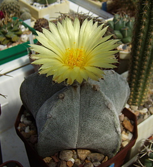 Нажмите на изображение для увеличения.

Название:	Astrophytum myriostigma2.jpg
Просмотров:	1000
Размер:	203.1 Кб
ID:	514255