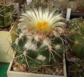 Нажмите на изображение для увеличения.

Название:	Coryphantha bumamma1.jpg
Просмотров:	977
Размер:	183.7 Кб
ID:	514258