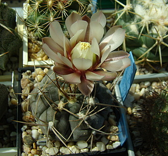 Нажмите на изображение для увеличения.

Название:	Gymnocalycium striglianum v. aeneum1 VG 407.jpg
Просмотров:	1010
Размер:	204.2 Кб
ID:	514261