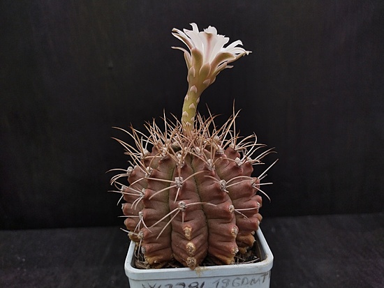 Нажмите на изображение для увеличения.

Название:	Gymnocalycium jossensianum 004.jpg
Просмотров:	938
Размер:	117.9 Кб
ID:	514281