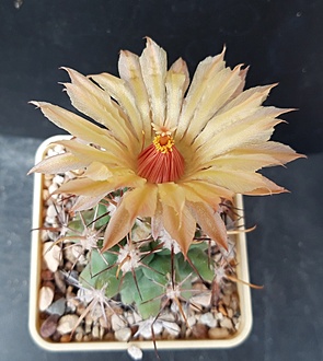 Нажмите на изображение для увеличения.

Название:	Coryphantha scheeri v.robustispina.jpg
Просмотров:	1168
Размер:	180.1 Кб
ID:	514325
