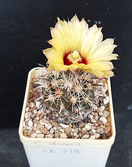 Нажмите на изображение для увеличения.

Название:	Coryphantha obscura SB 714.jpg
Просмотров:	1192
Размер:	181.9 Кб
ID:	514326