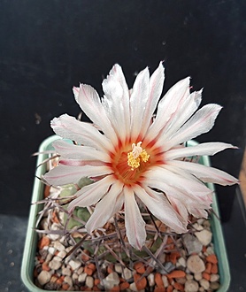 Нажмите на изображение для увеличения.

Название:	Coryphantha poselgeriana v. valida SB288.jpg
Просмотров:	1184
Размер:	163.7 Кб
ID:	514327